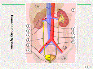 泌尿系统动物模型新版课件.pptx