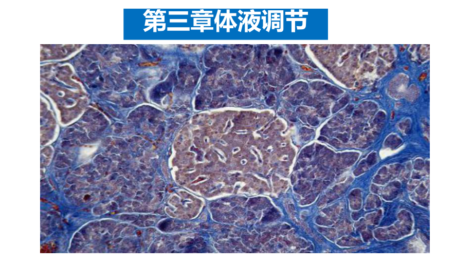 激素与内分泌系统推荐新人教版高中生物选择性必修一课件.pptx_第1页