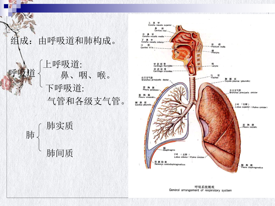 流行性感冒与药物治疗课件.pptx_第3页