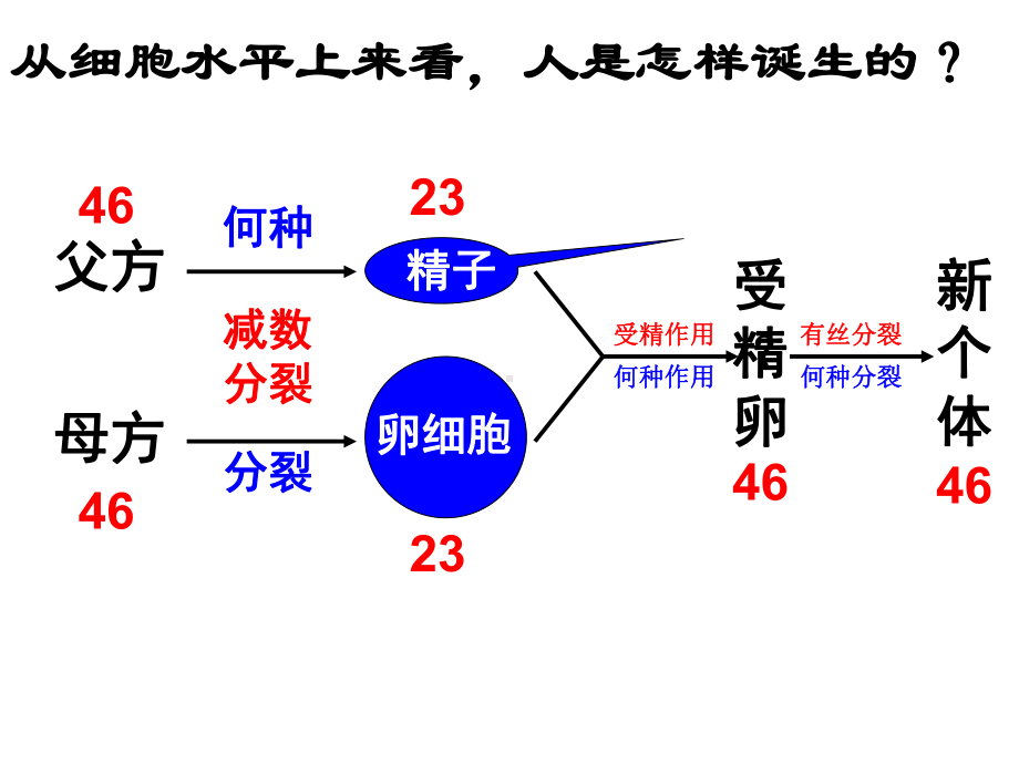 新浙科版高中生物必修2课件：减数分裂中的染色体行为.ppt_第2页