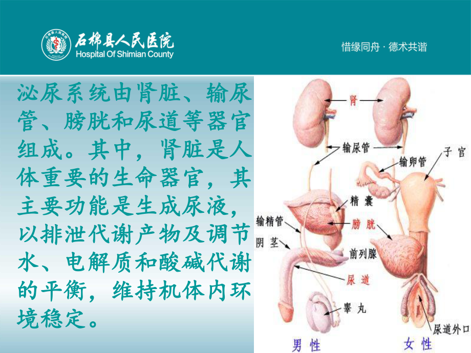 泌尿系统健康教育课件.pptx_第2页