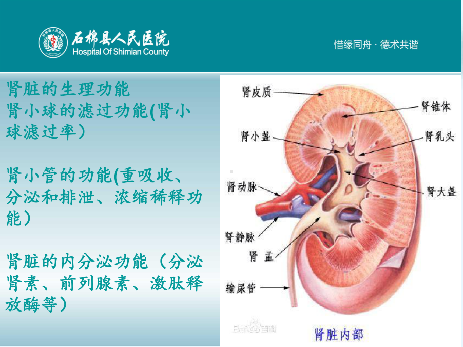 泌尿系统健康教育课件.pptx_第3页