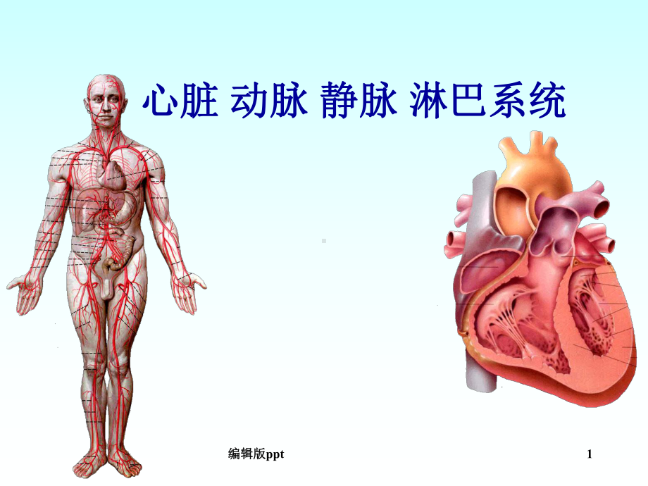 心脏动脉静脉淋巴课件.ppt_第1页