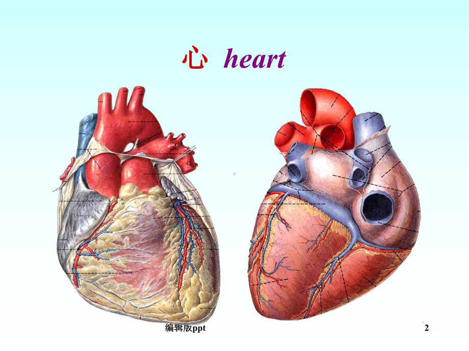 心脏动脉静脉淋巴课件.ppt_第2页