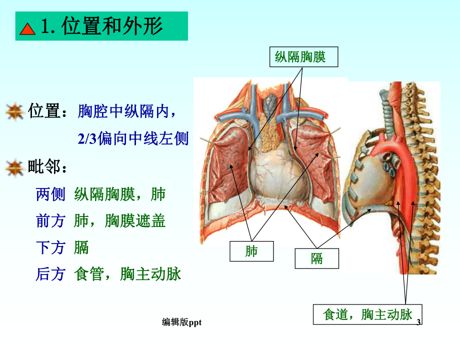 心脏动脉静脉淋巴课件.ppt_第3页