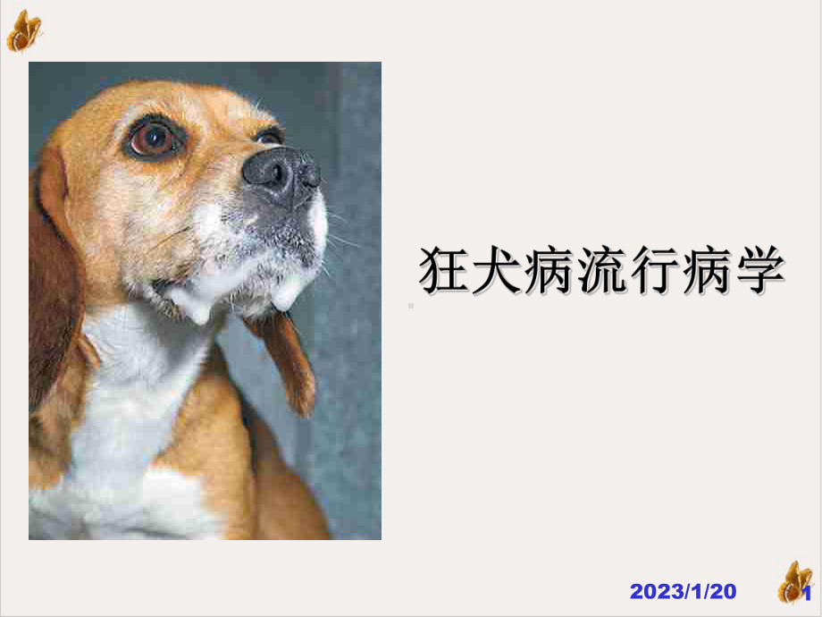 狂犬病防制材料成都市课件.pptx_第1页