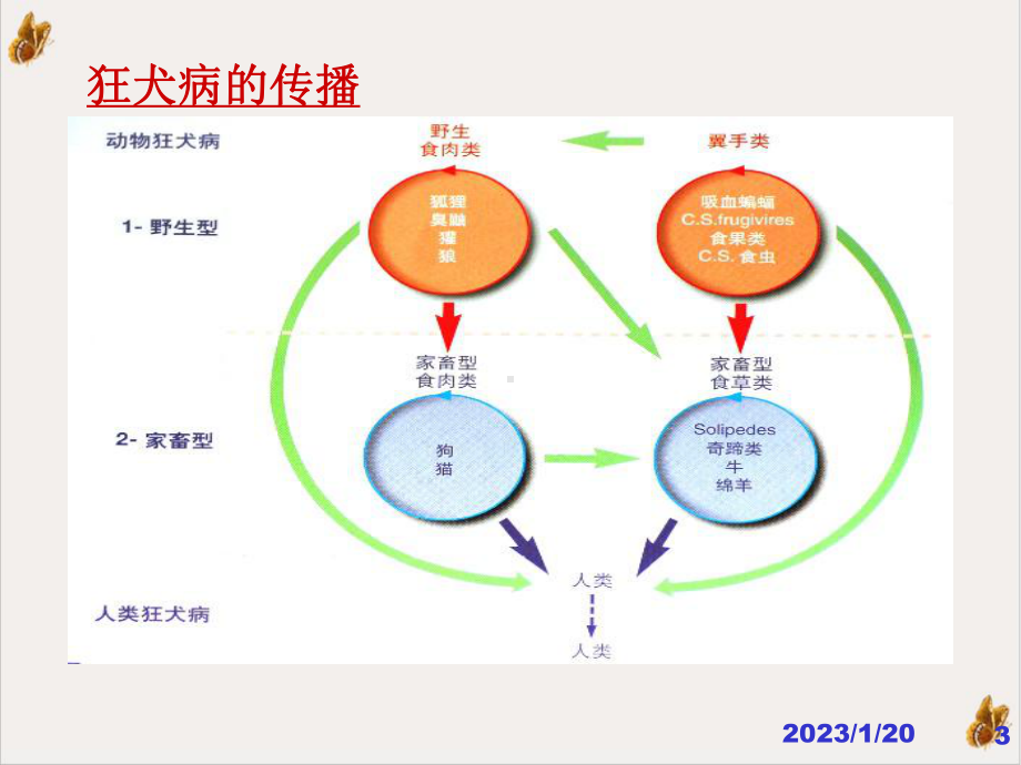 狂犬病防制材料成都市课件.pptx_第3页