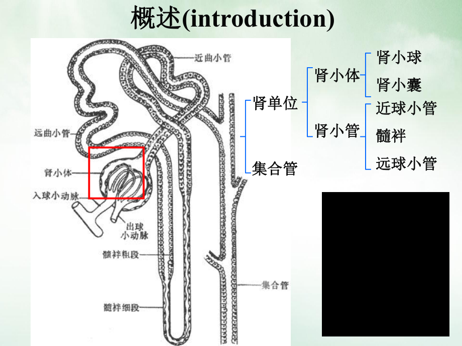 泌尿系统病理生理学课件.pptx_第3页