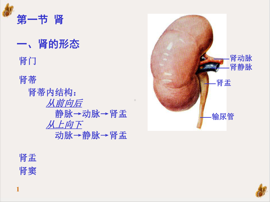 泌尿系统的结构与功能课件讲义.pptx_第1页