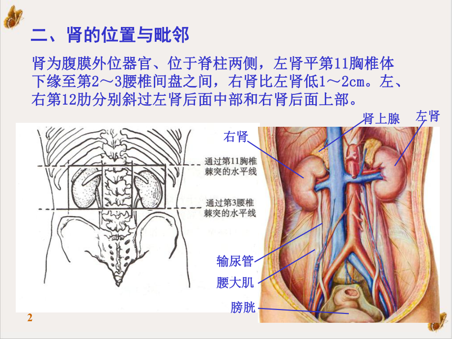 泌尿系统的结构与功能课件讲义.pptx_第2页