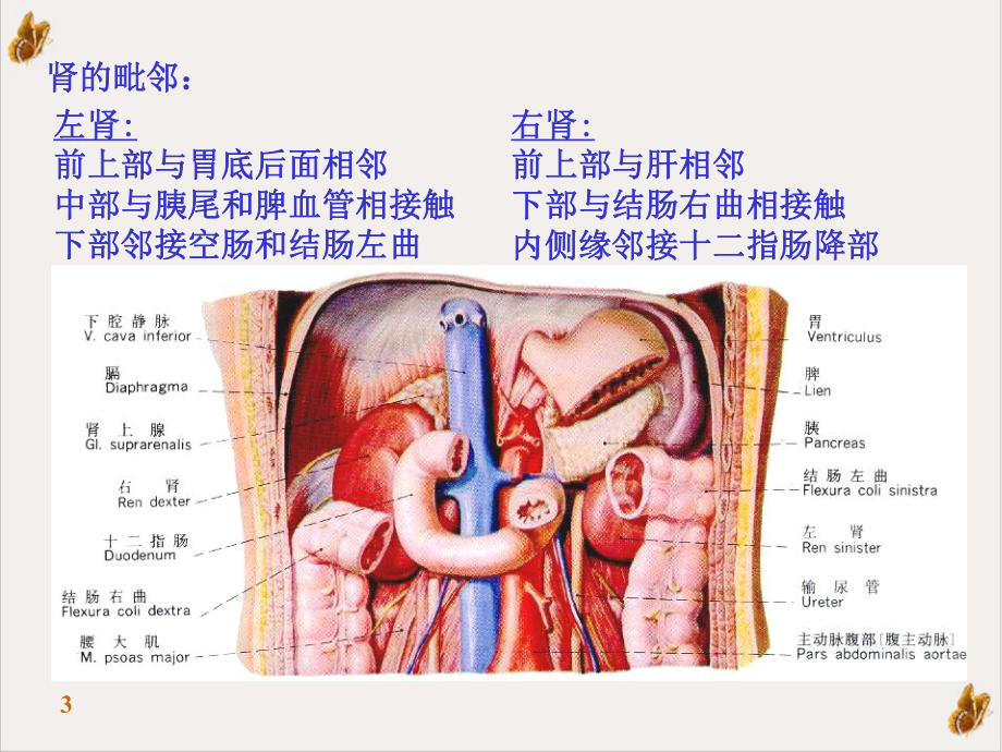 泌尿系统的结构与功能课件讲义.pptx_第3页