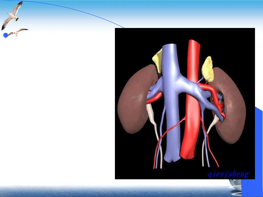 泌尿系统超声诊断PPT课件.pptx_第3页