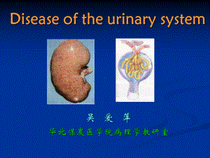 泌尿总论大红肾新月体课件.ppt