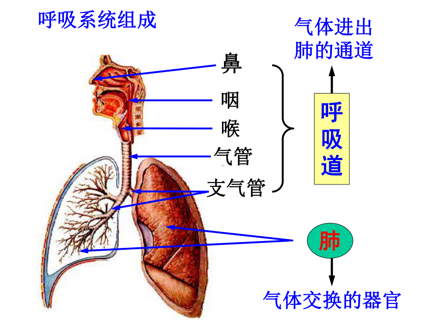 浙教版科学生物的呼吸和呼吸作用优质公开课-2课件.ppt_第3页