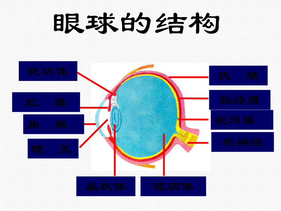 生物信息的获取视觉听觉的形成神经系统课件整理.ppt_第3页