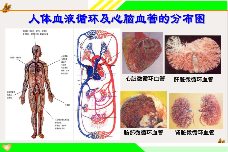 电位治疗器与心脑血管疾病课件.pptx_第2页