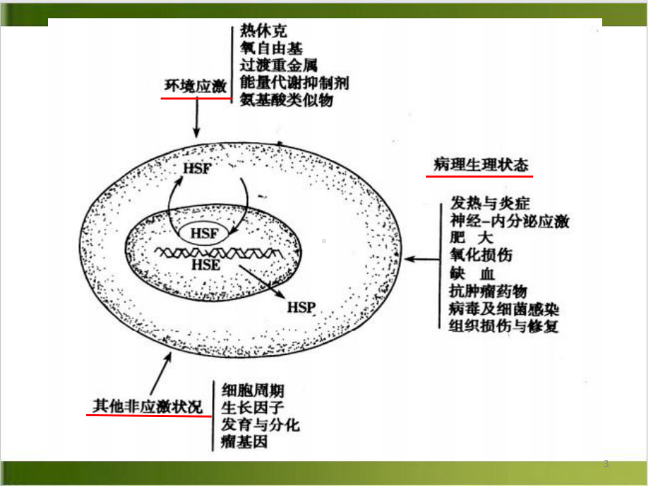 热休克蛋白与肿瘤的关系研究进展课件.pptx_第3页