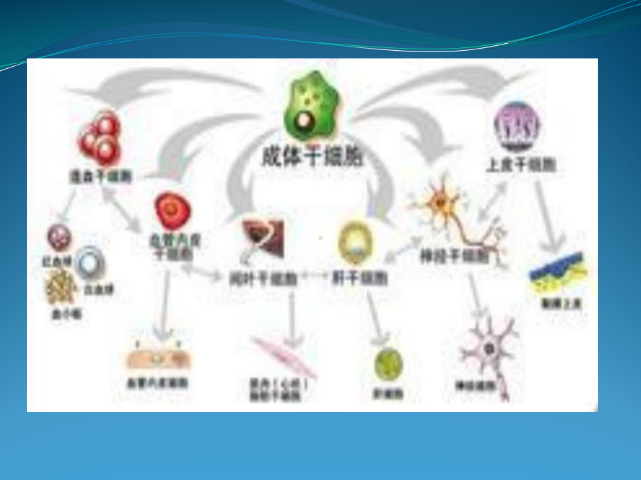 成体干细胞的临床应用情况课件.ppt_第1页