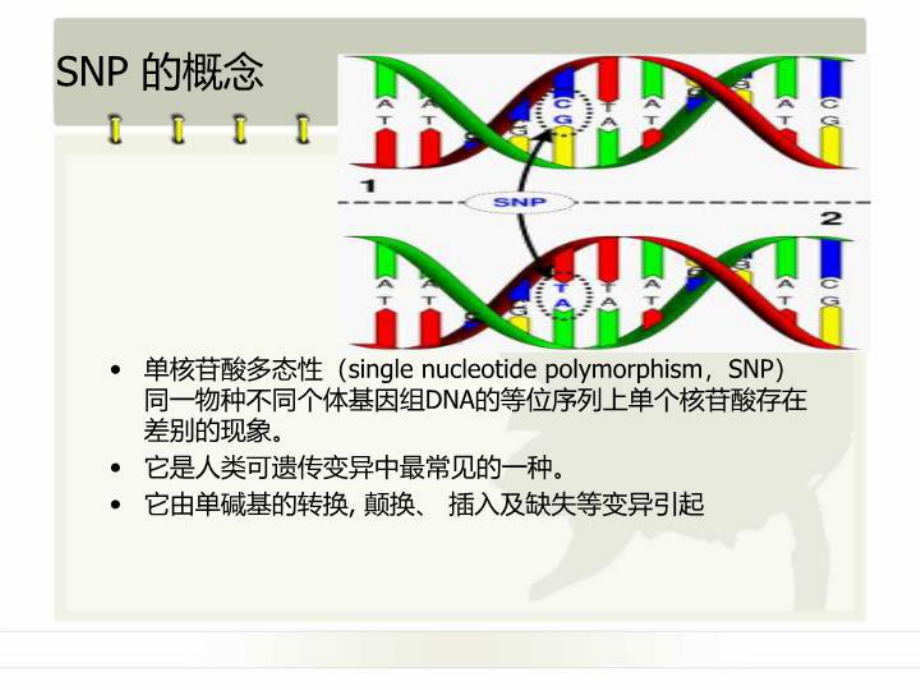 最新SPN与心脑血管疾病易感性课件.ppt_第3页