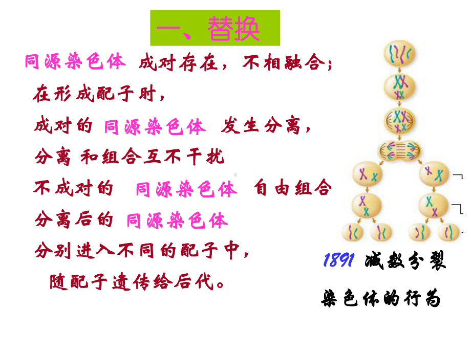 最新人教必修二第2章基因和染色体的关系第2节基因在染色体上课件.ppt_第2页