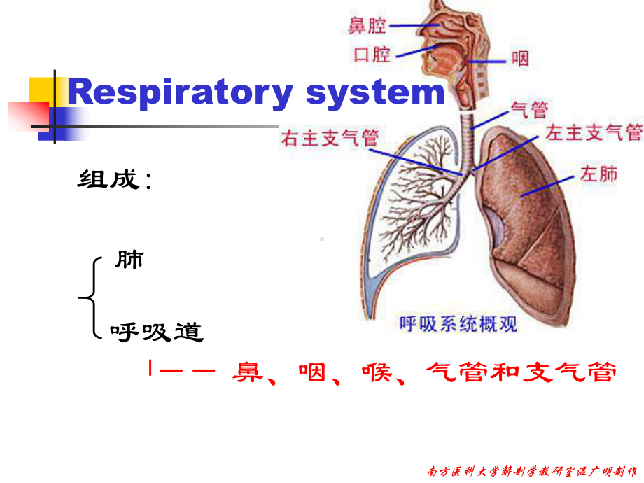 最新05呼吸系统课件.ppt_第2页