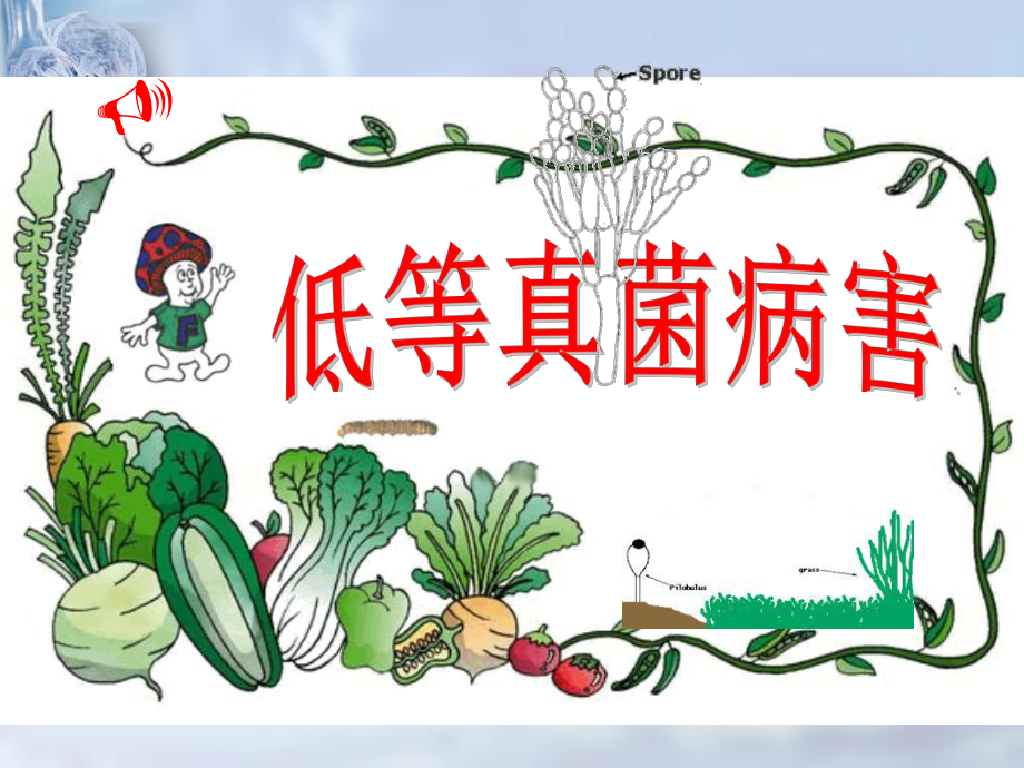 植物低等真菌病害防治技术课件整理.ppt_第1页