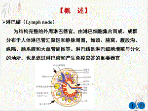 淋巴结肿大课件.pptx