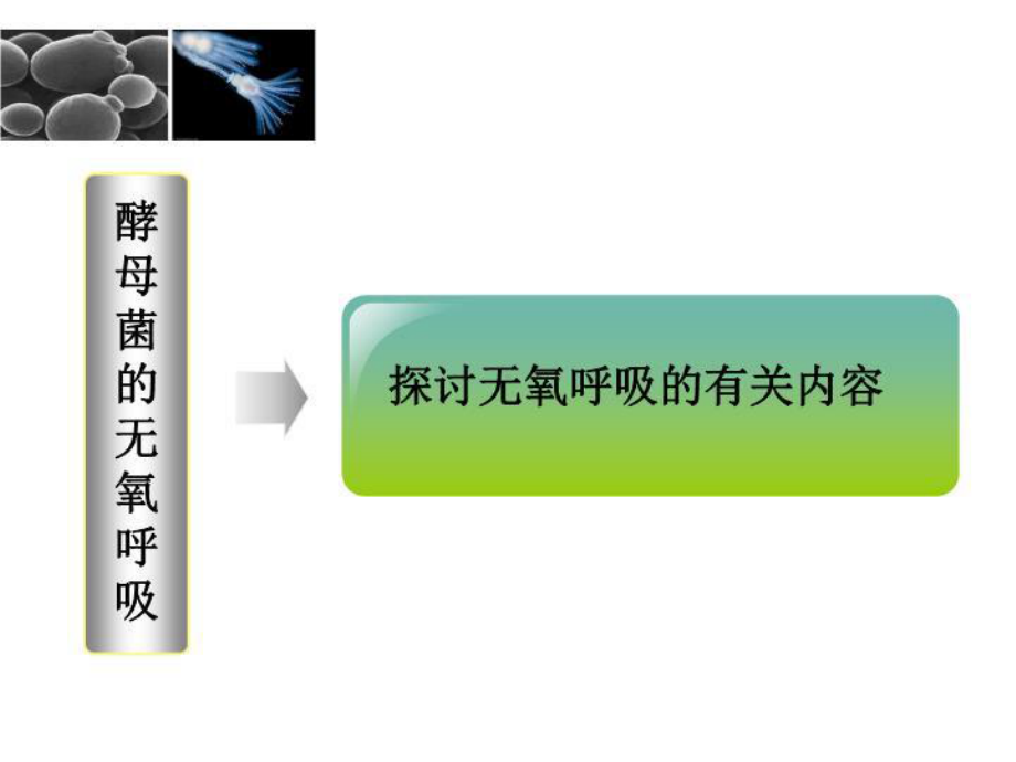 最新酵母菌的无氧呼吸课件.ppt_第3页