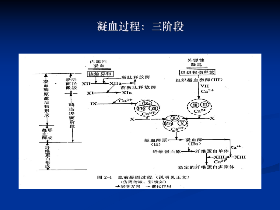 弥散性血管内凝血-课件2.ppt_第2页