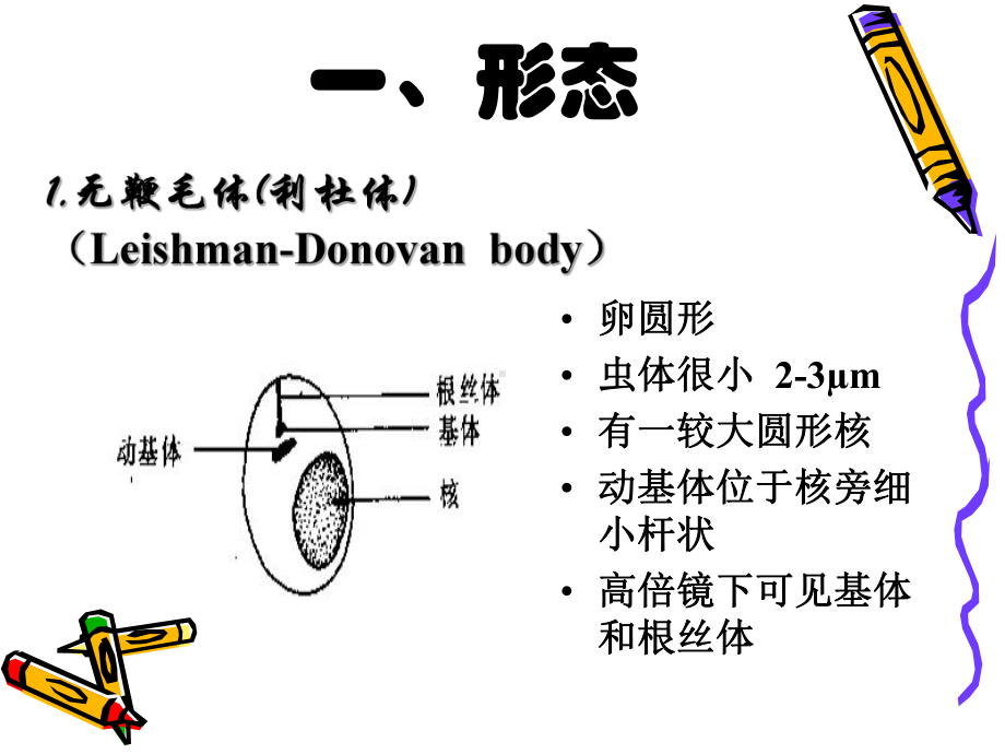 杜氏利什曼原虫引起课件.ppt_第3页