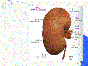 泌尿系统超声诊断巩义张志芳课件.pptx