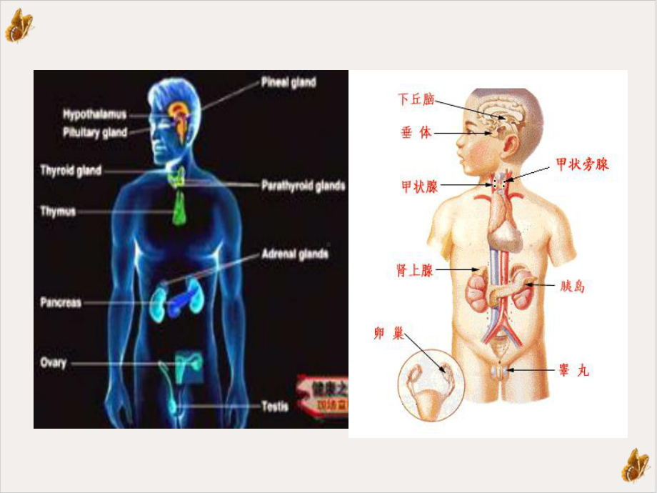 甲状腺疾病甲亢教学课件.pptx_第1页