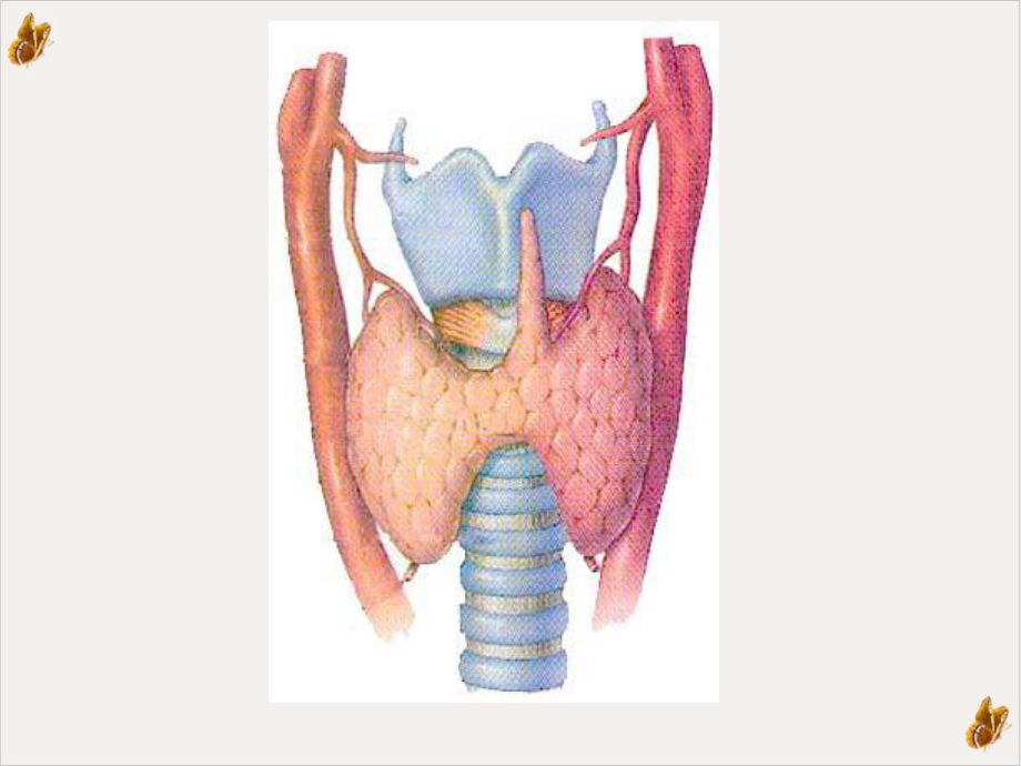 甲状腺疾病甲亢教学课件.pptx_第2页