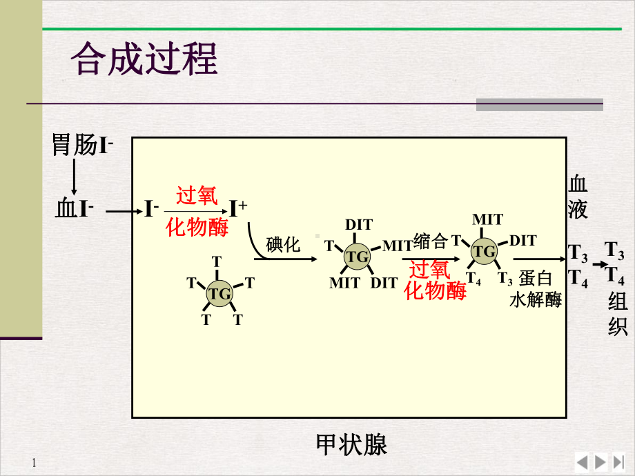 甲状腺肾上腺胰岛素完美课课件.pptx_第2页