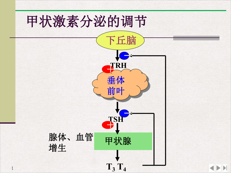 甲状腺肾上腺胰岛素完美课课件.pptx_第3页