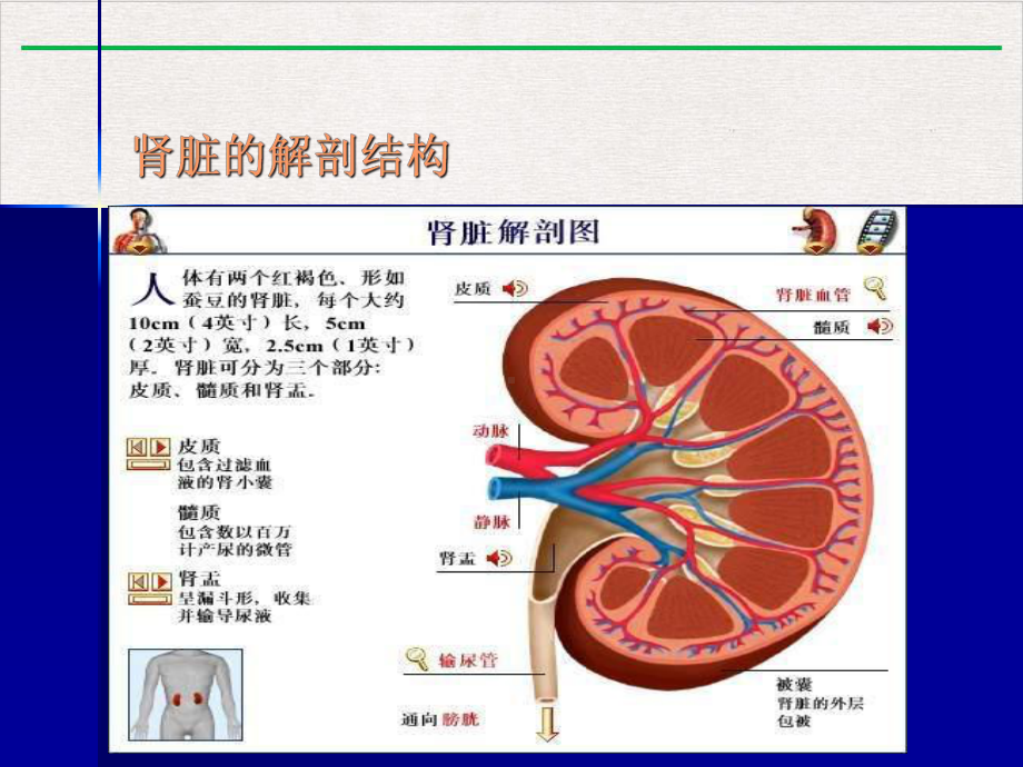 泌尿系疾病超声诊断课件整理.pptx_第3页