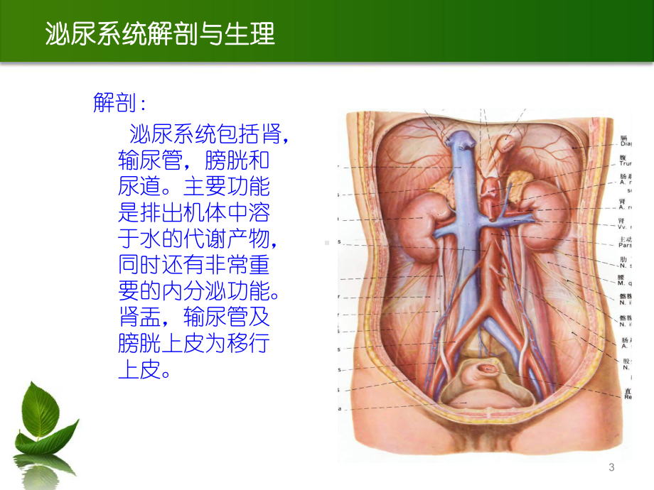 泌尿系结石的诊断及治疗课件整理.ppt_第3页