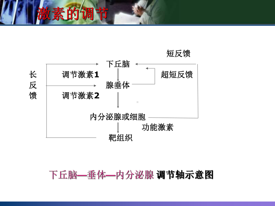 甲状腺相关激素的临床意义课件.ppt_第3页