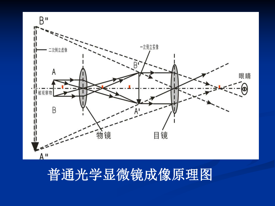 染色体核仁组织区染色体带型标本的观察课件.ppt_第2页