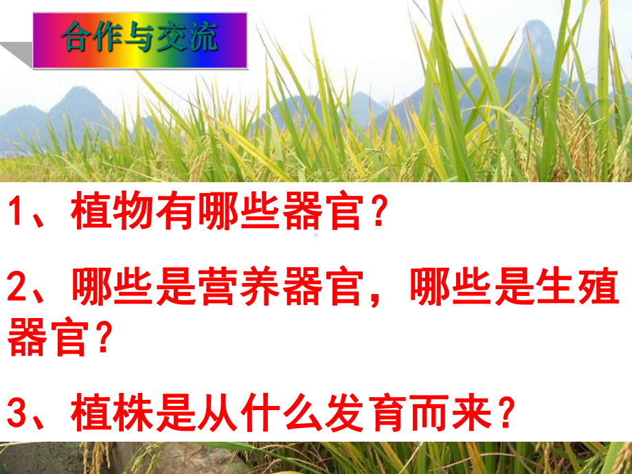 植物的一生课件-1.ppt_第2页