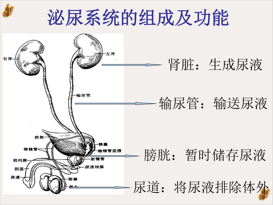 泌尿常见症状PPT课件.pptx_第3页