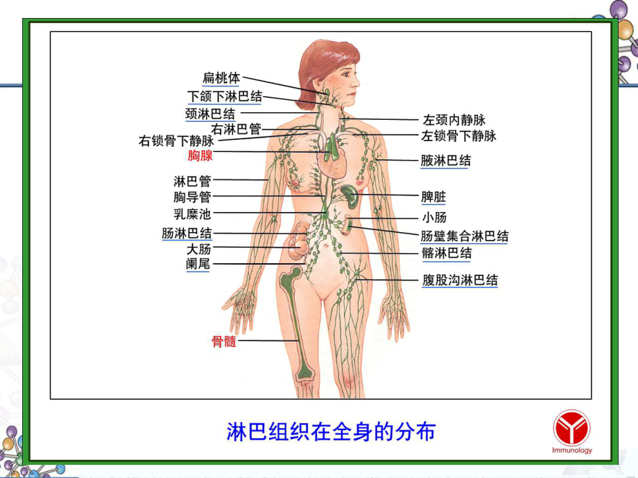 最新7免疫器官课件.ppt_第2页