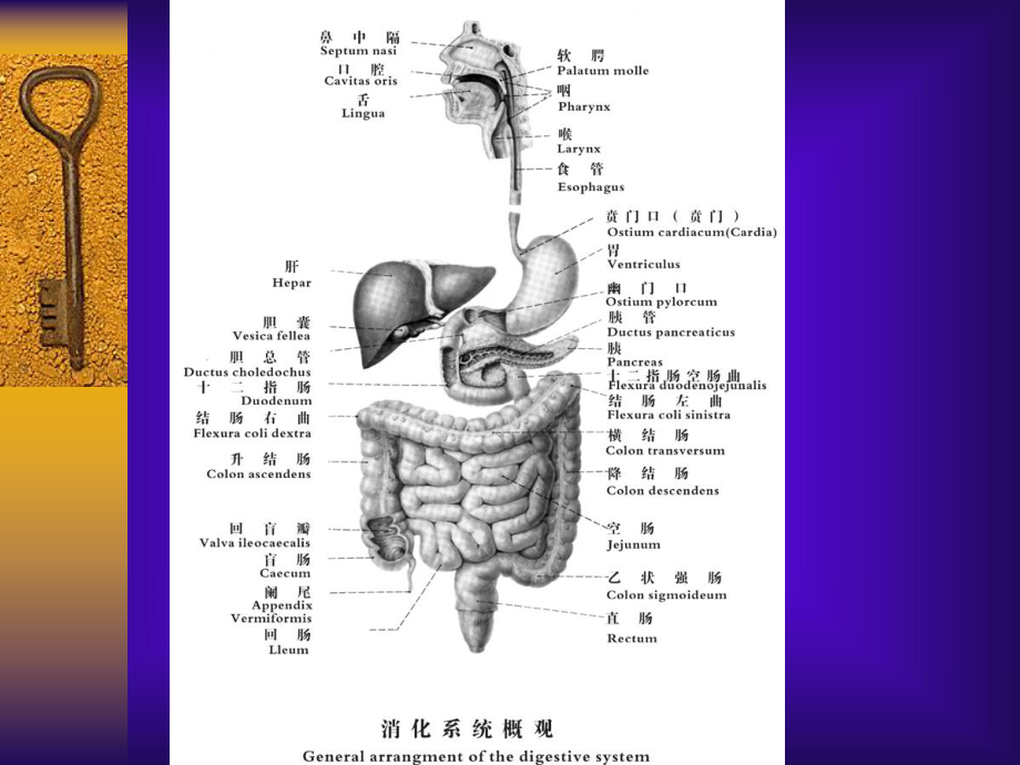 消化系统症状学2课件.ppt_第2页