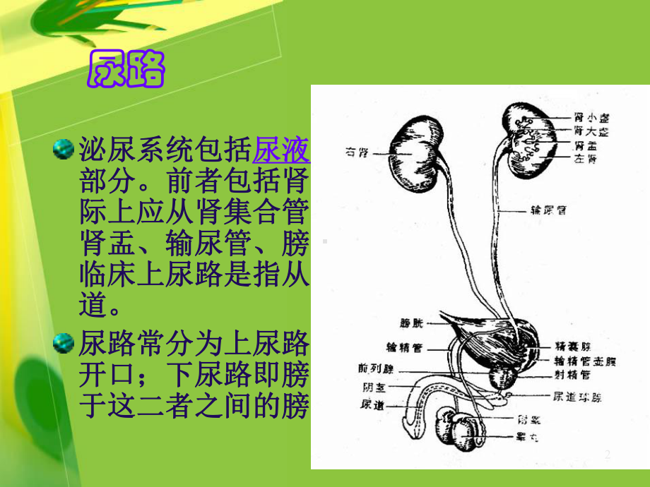 泌尿系梗阻及肾积水课件.ppt_第2页