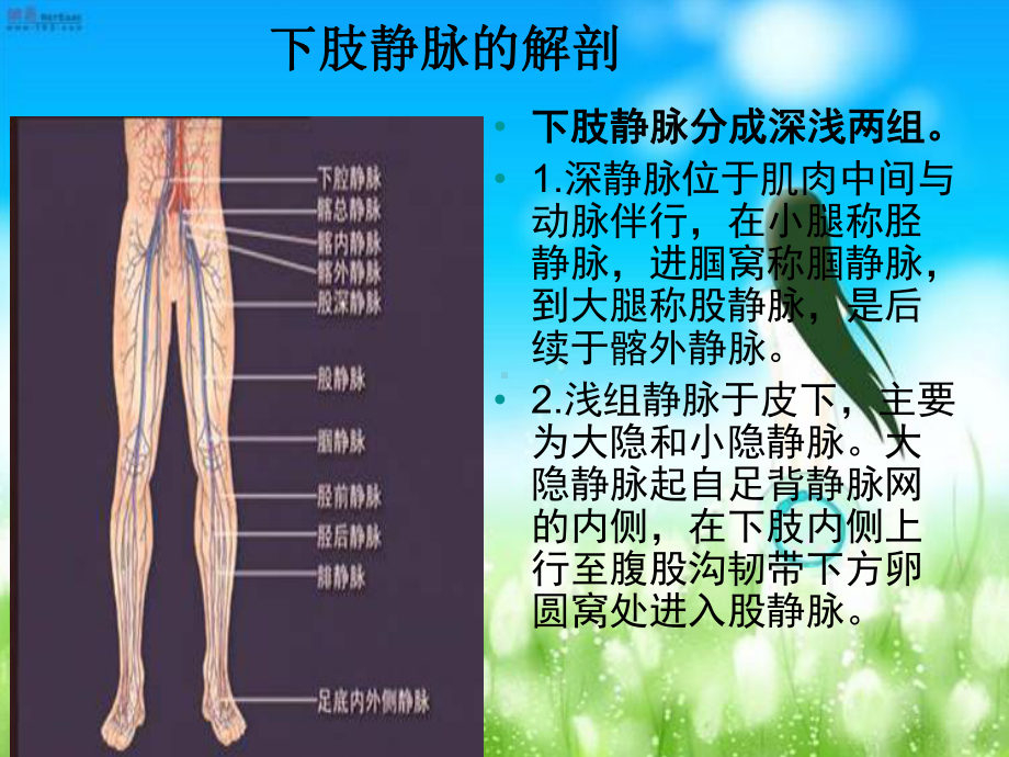 深静脉血栓的预防与护理课件整理.ppt_第3页