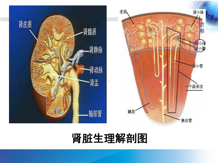 慢性肾脏病患者优质低蛋白饮食教育课件.ppt_第3页