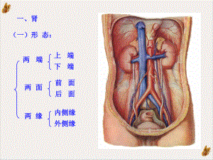 泌尿系统[1]课件.pptx