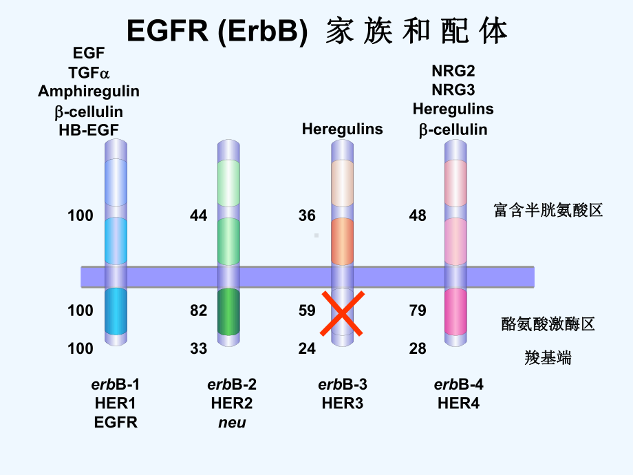 爱必妥作用机制及不良反应处理-课件.ppt_第2页