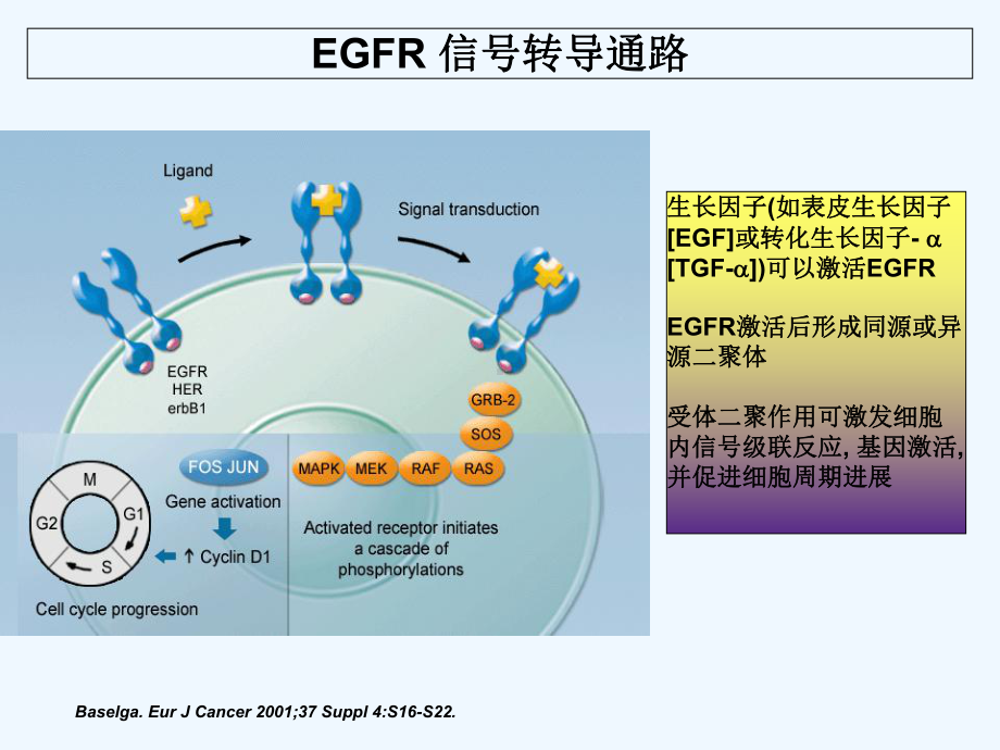 爱必妥作用机制及不良反应处理-课件.ppt_第3页