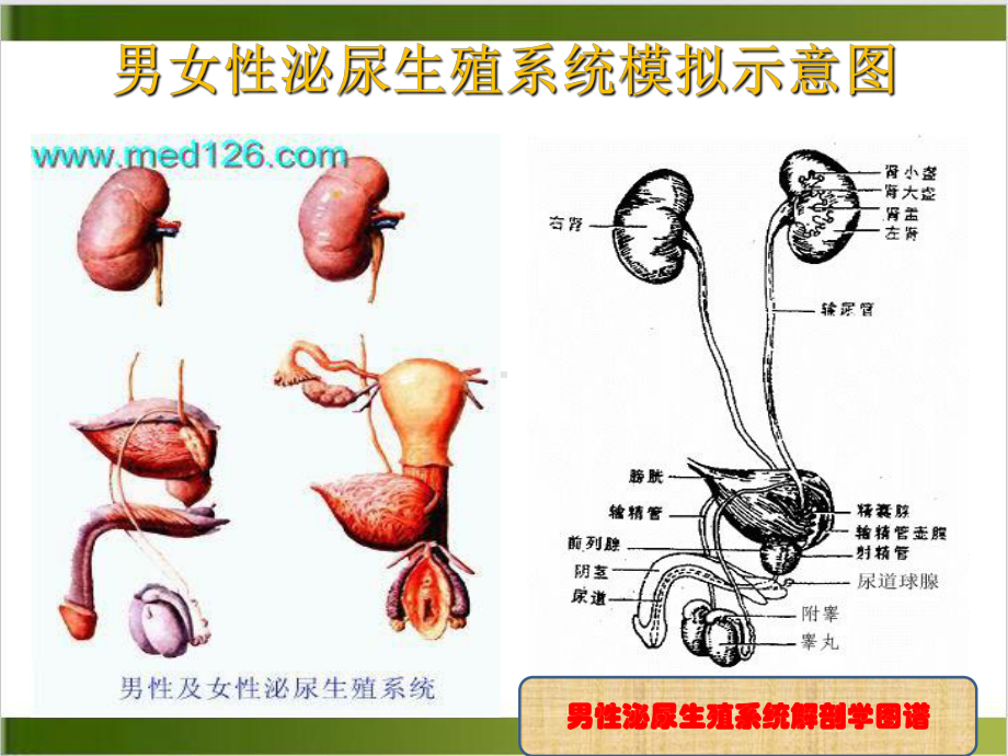 泌尿外科疾病知识及观察护理要点课件.pptx_第2页